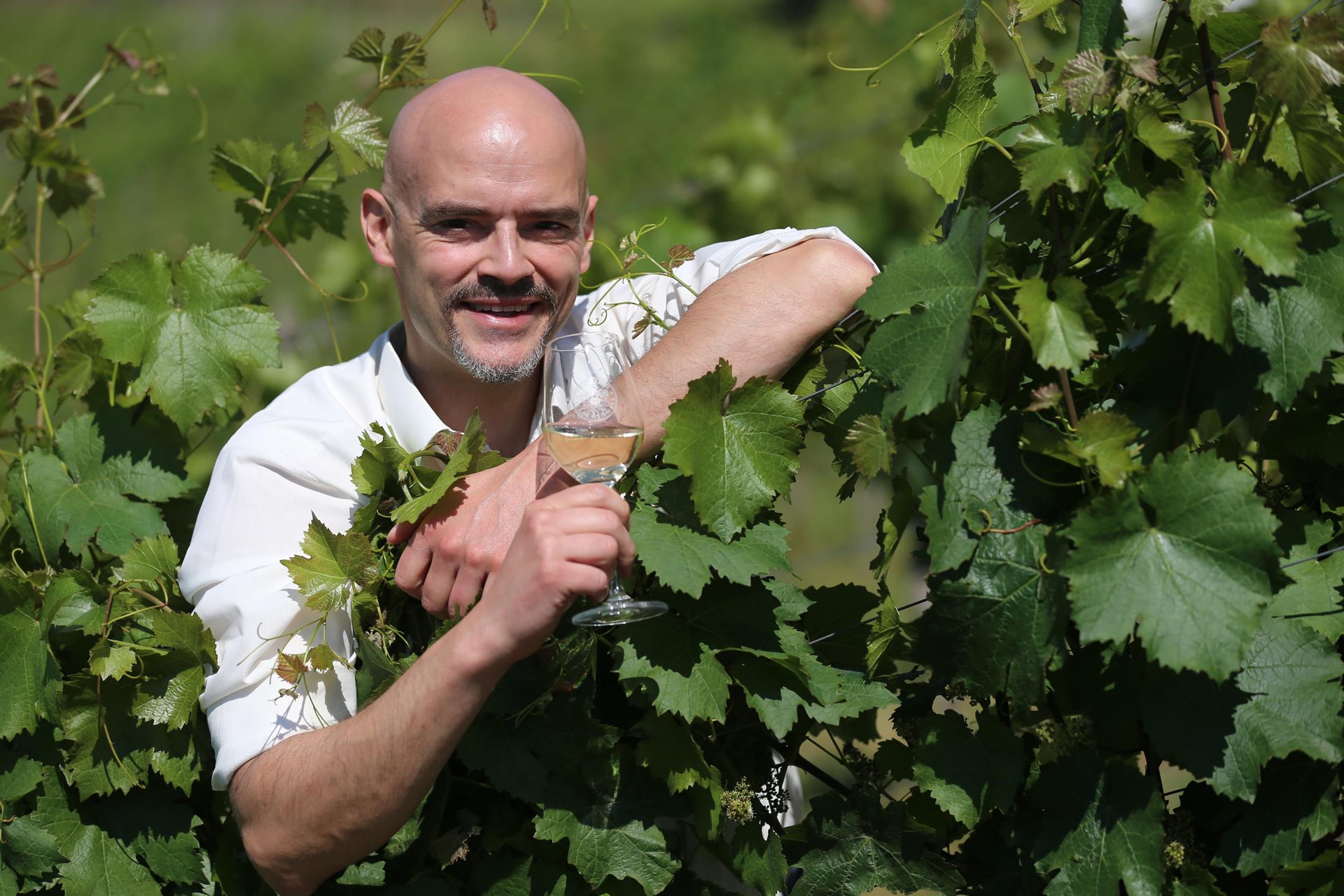 Wanderung-Wein-Glühwein-Literatur mit dem Weingut Nies