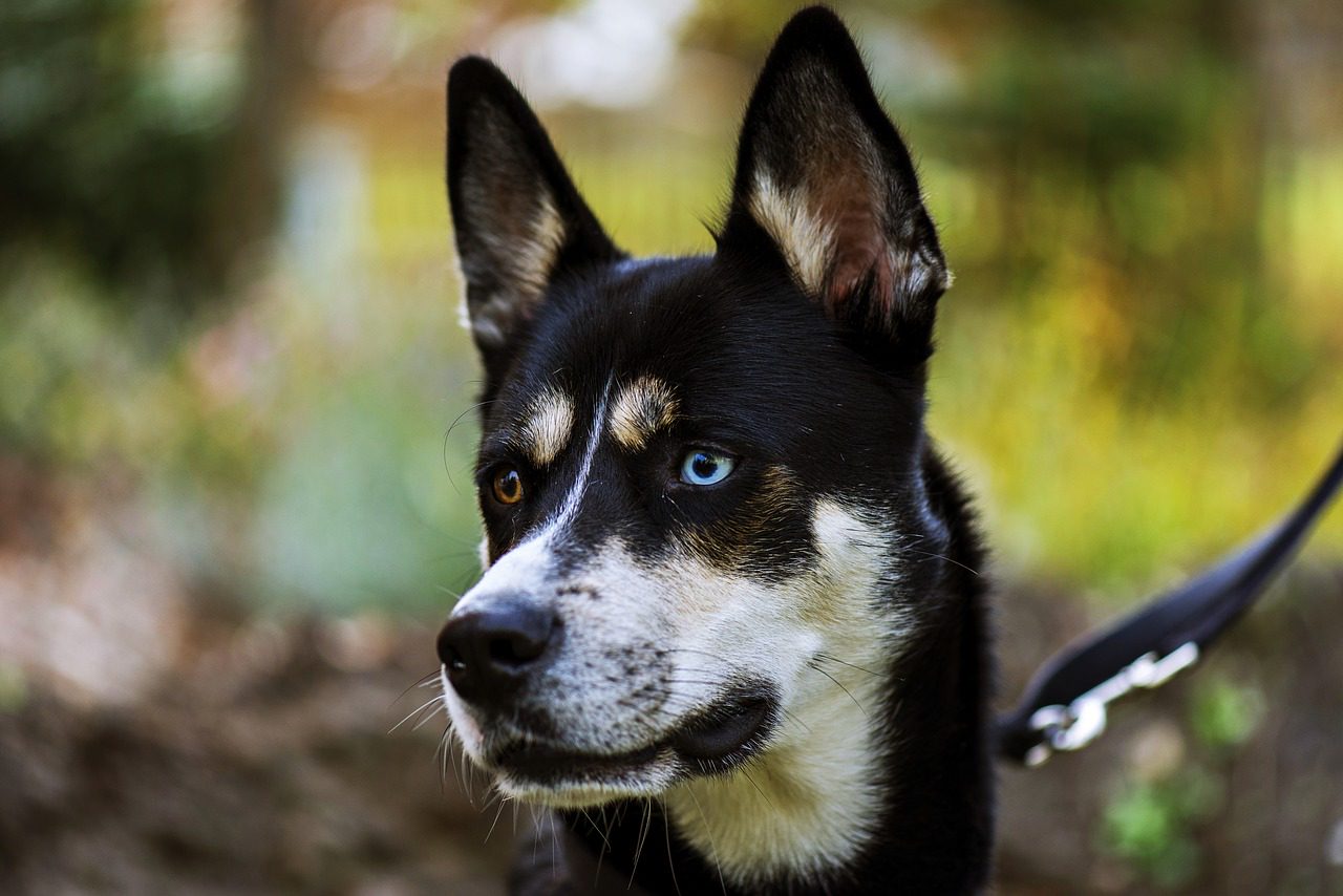 Schlittenhunderennen im Tierpark Ströhen