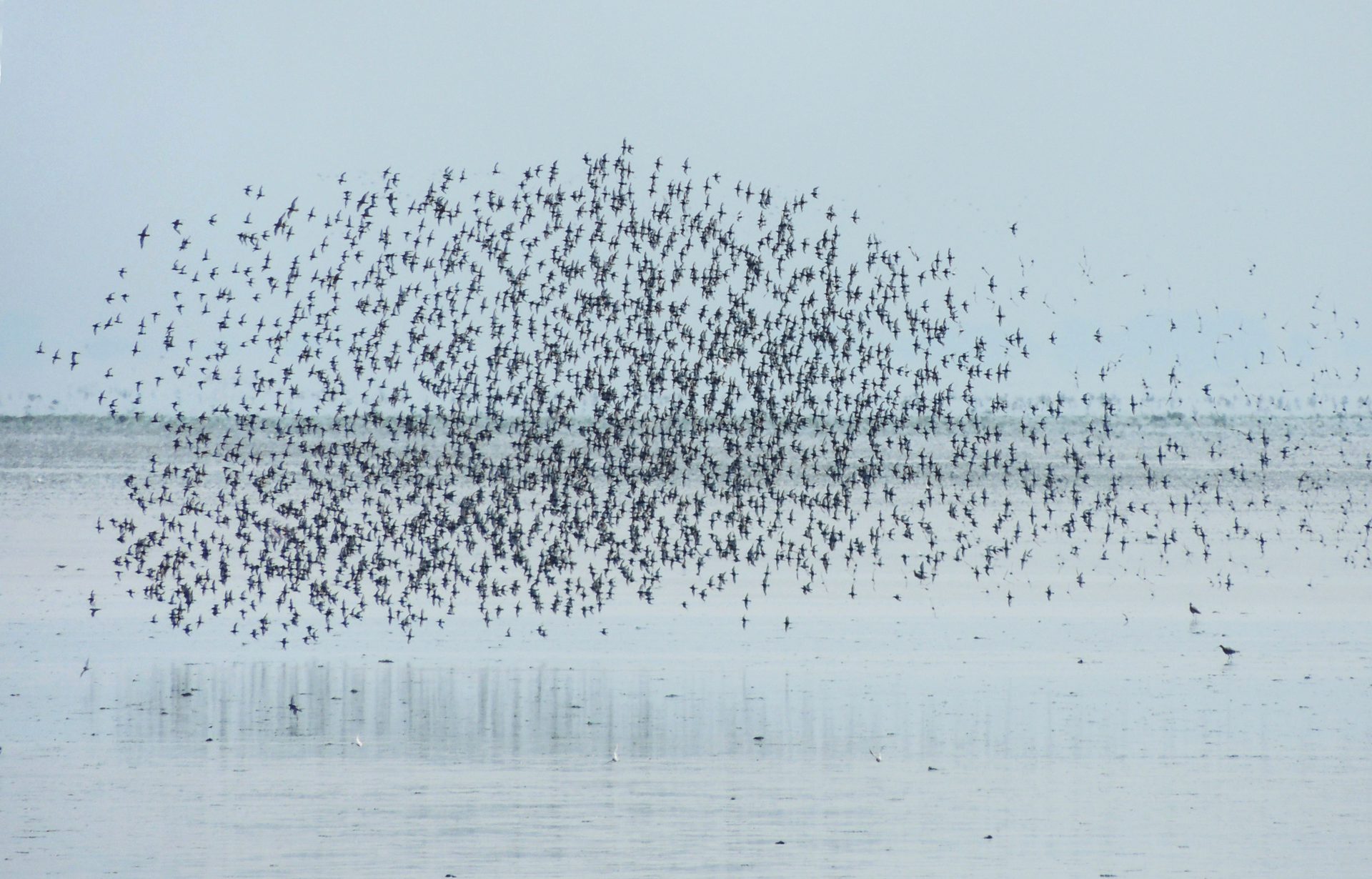 Den Flugkünstlern auf der Spur - vogelkundliche Beobachtung