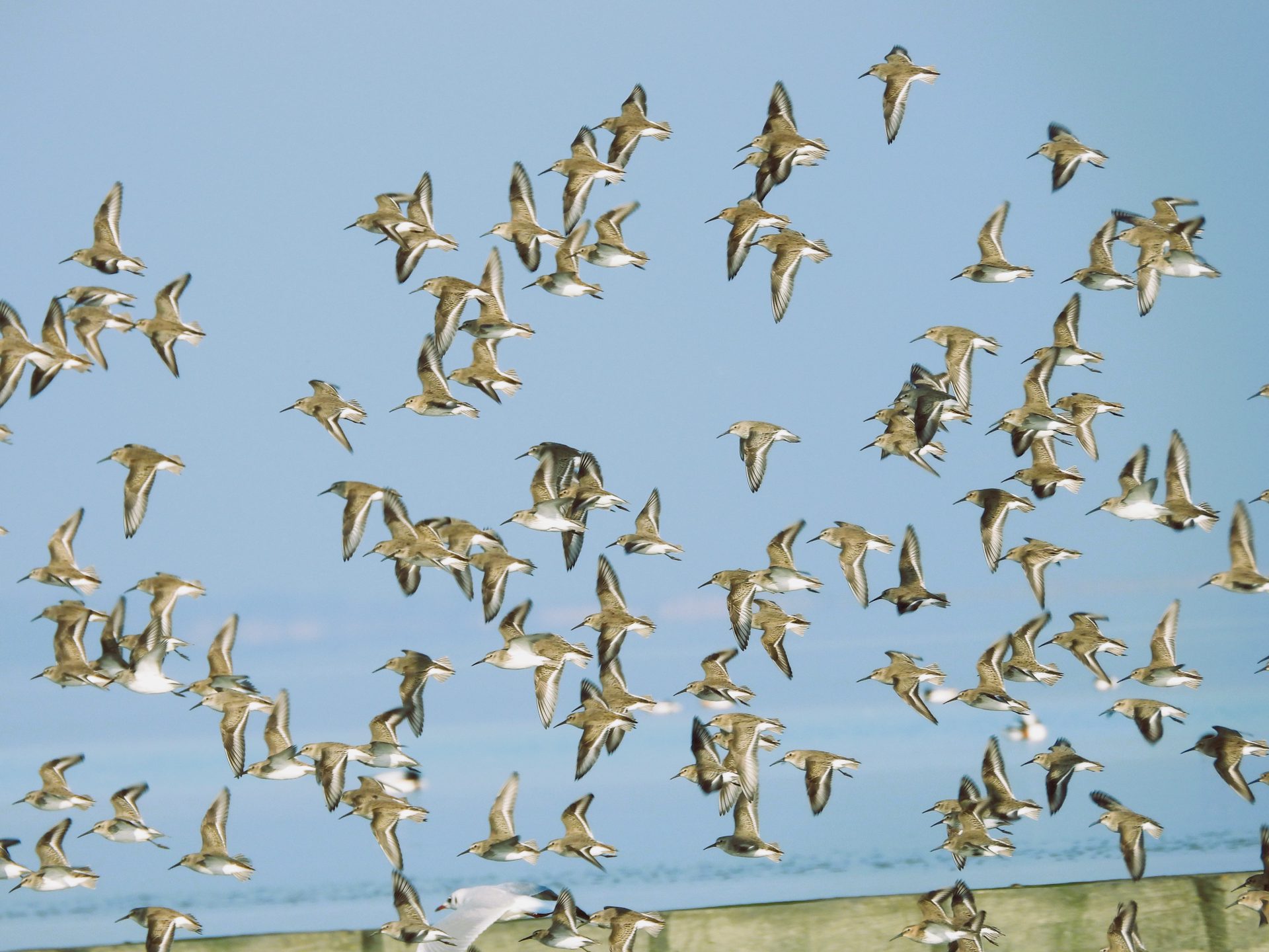 Rastplatz Wattenmeer - Eine Einführung in die Faszination des Vogelzuges