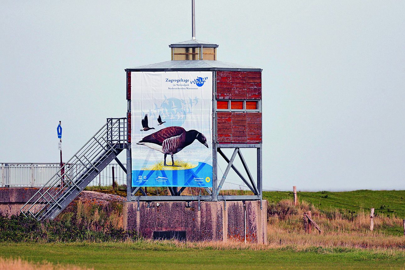 Dem Zugvogelzauber so nah – am Speicherbecken Neßmersiel