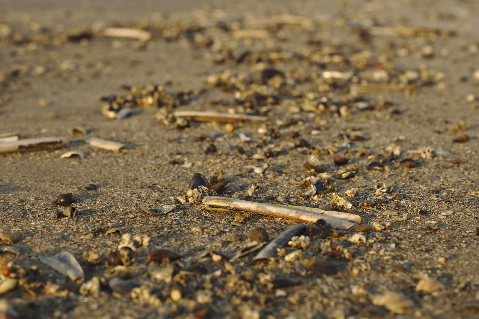 Spülsaumerkundung - Forschungsabenteuer Strand