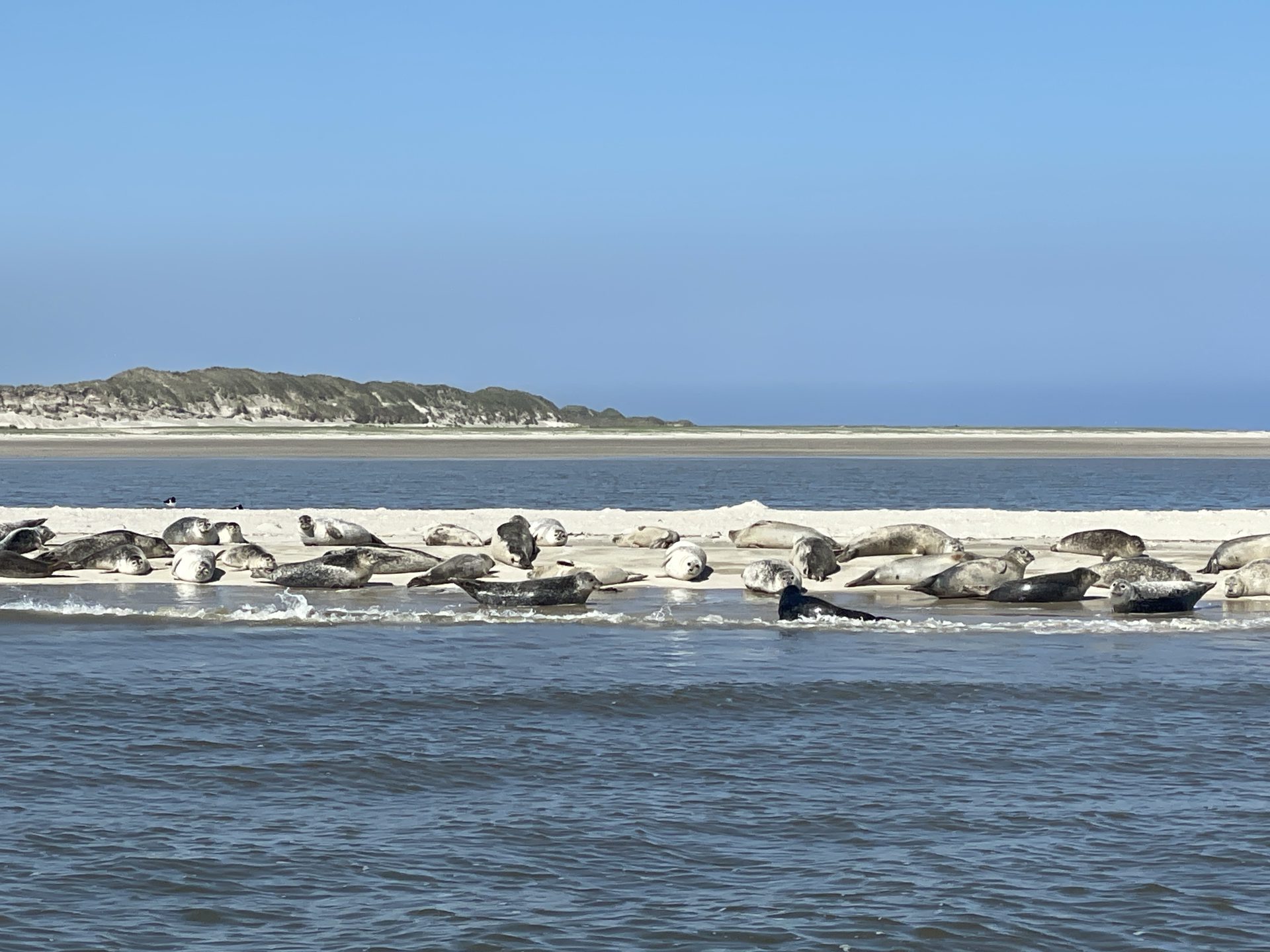 Nationalpark-Schiffstour: Seehunde und Zugvögel