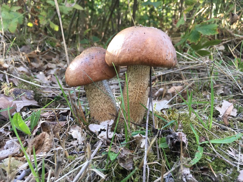 Pilztour in Bad Iburg / Pilz-Lehrwanderung