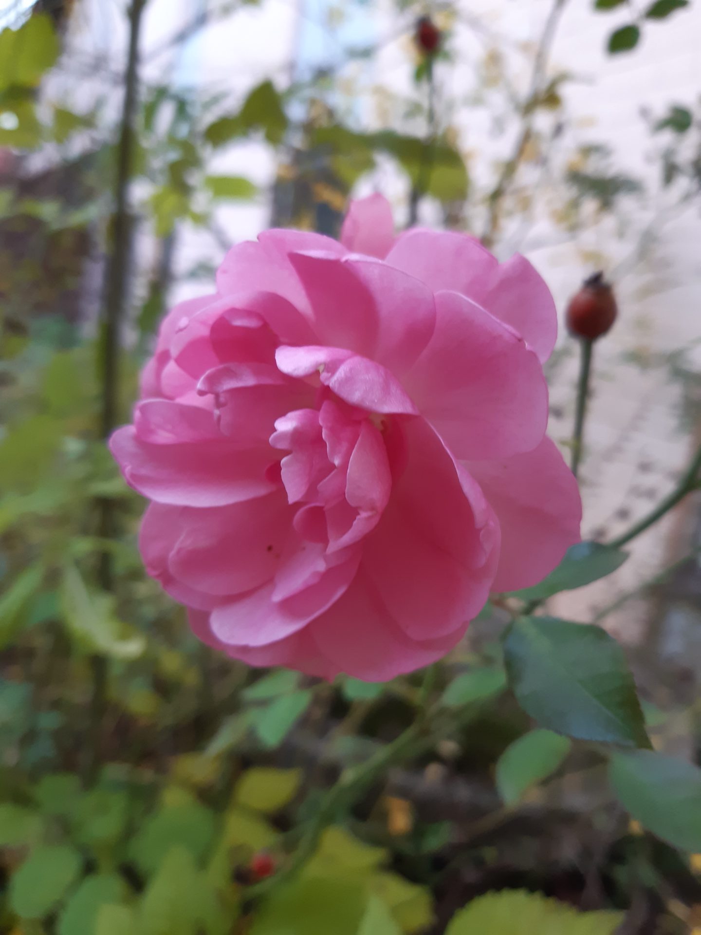 Herz Qi Gong-Wochenende