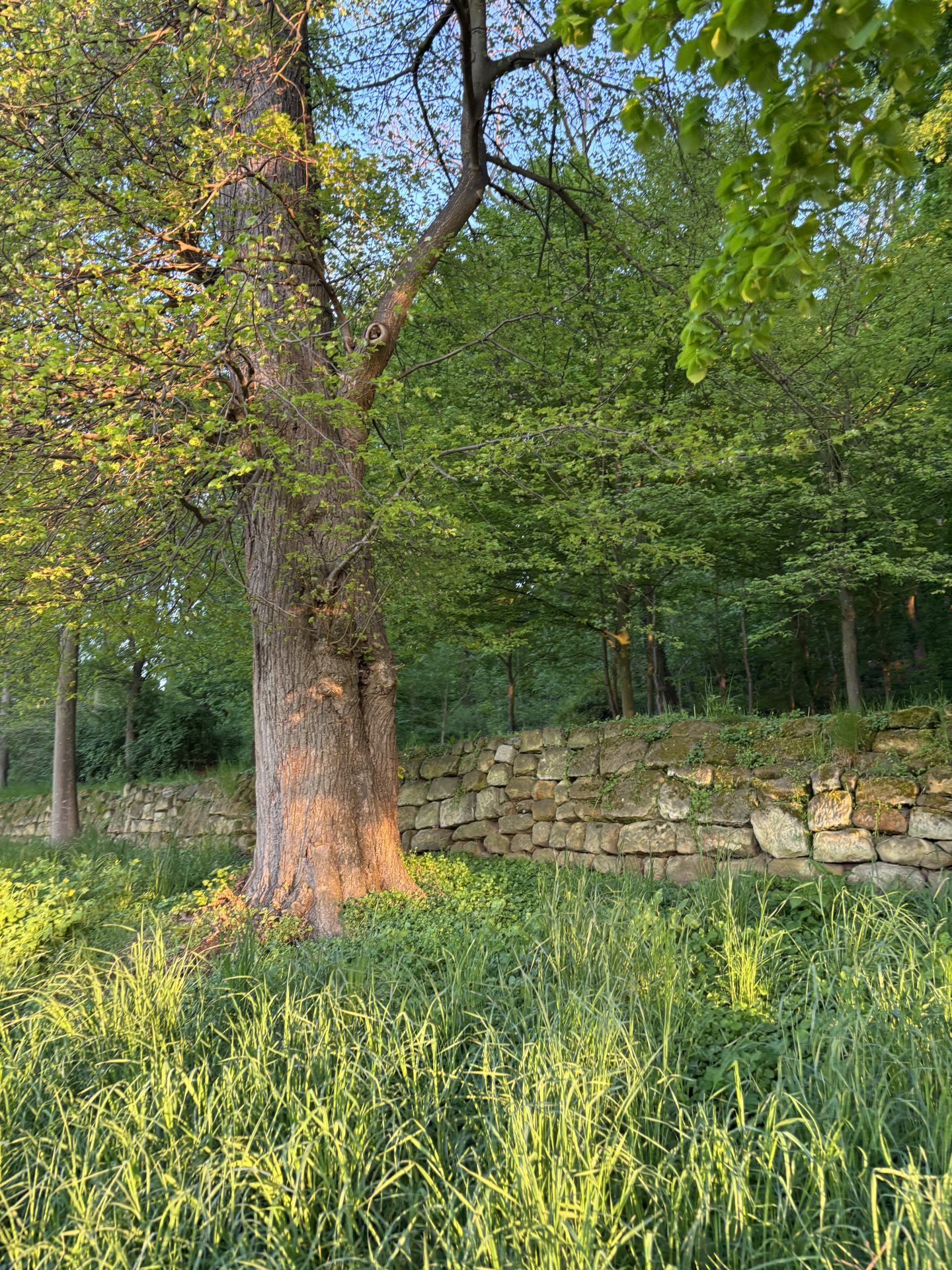 Nature Reset - Famena
