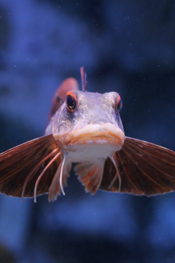 Stunde des Aquariums