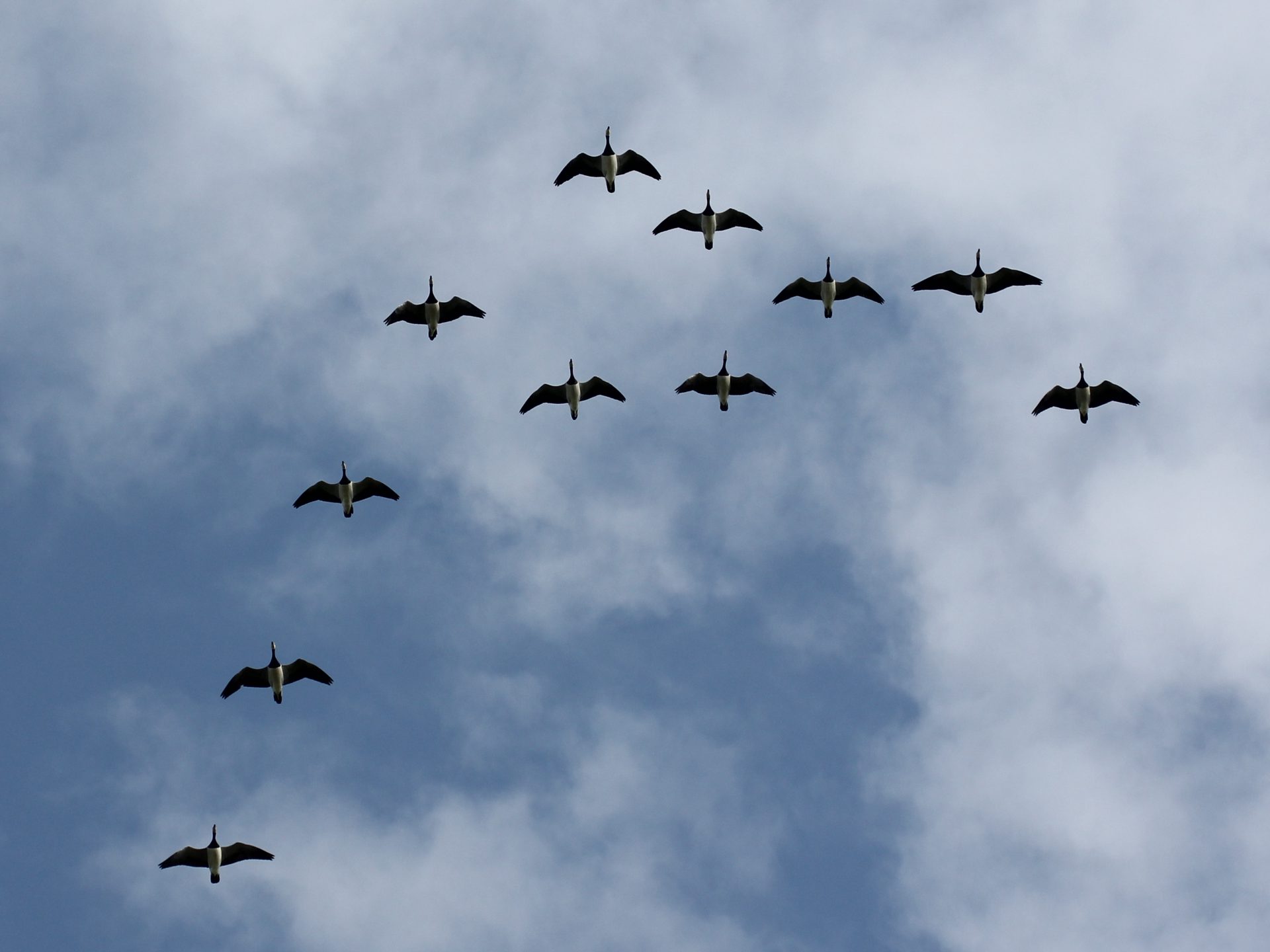 Die faszinierende Welt des Vogelzugs im Weltnaturerbe Wattenmeer erleben