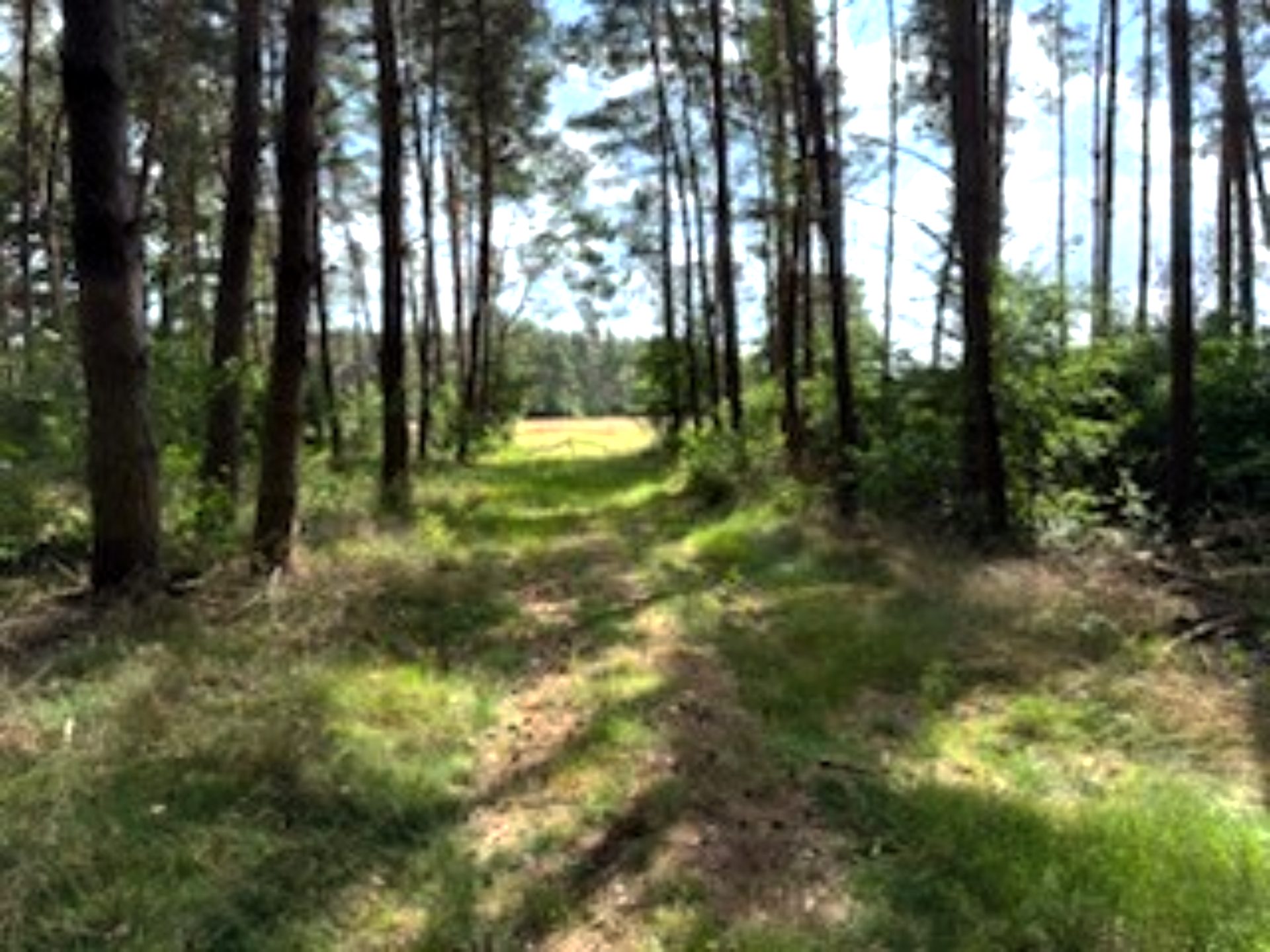 Unser Wald als Kohlenstoffspeicher auf einem guten Holzweg