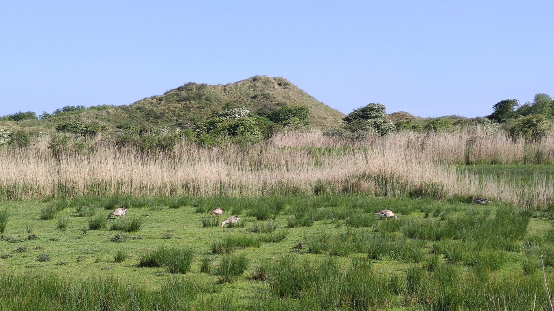 Nächster Halt Wattenmeer – das Weltnaturerbe und der Vogelzug