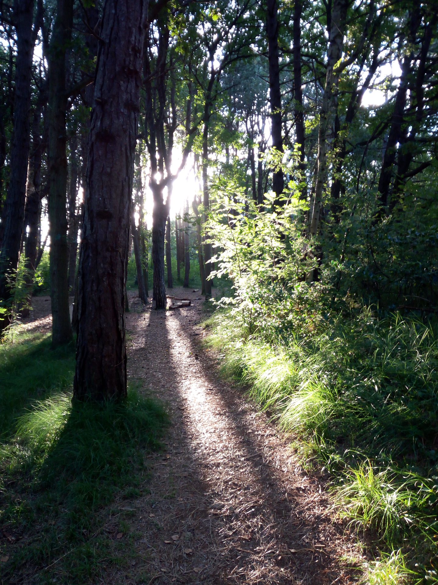 Inselökologie und Fledermäuse