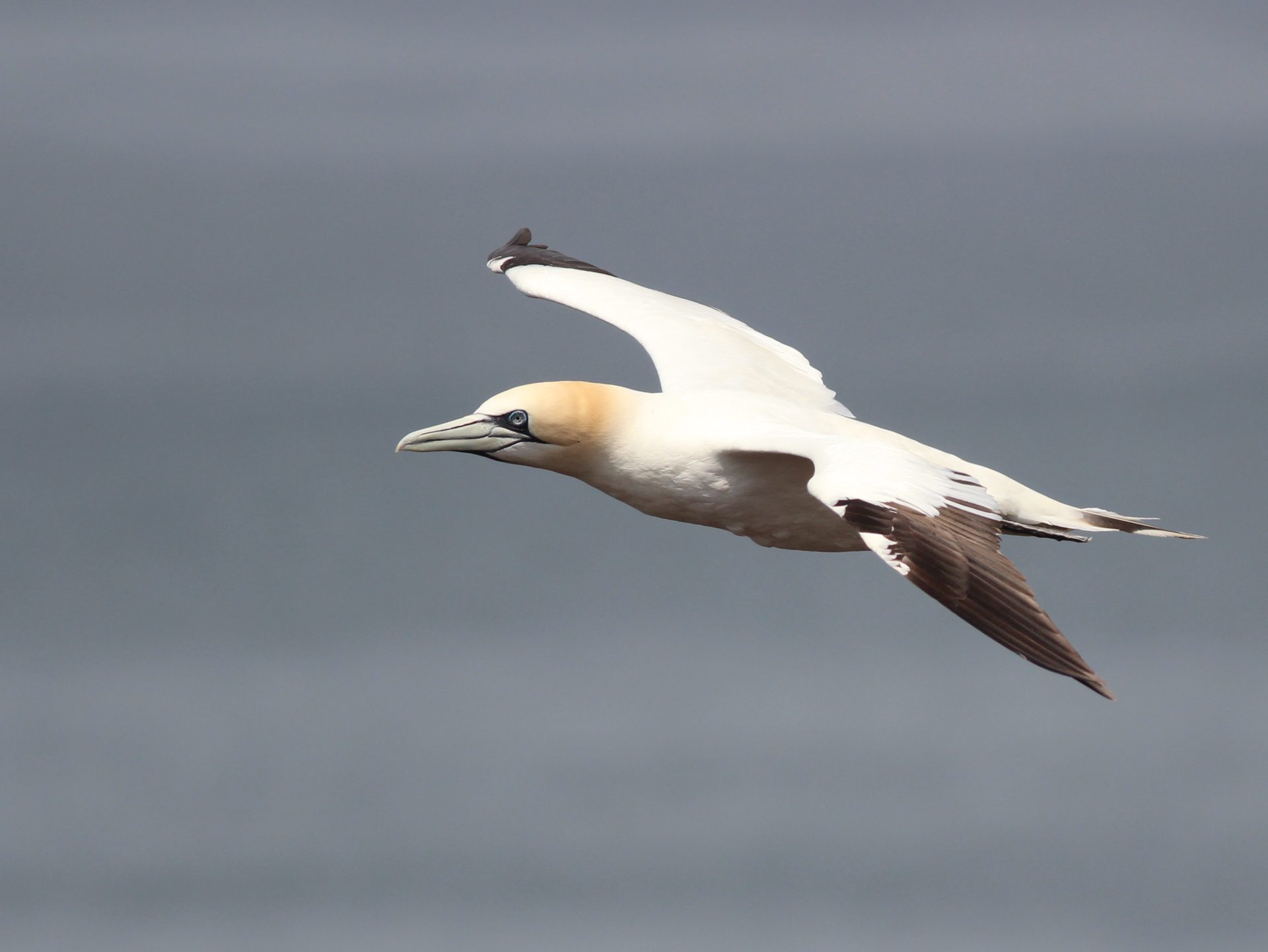 Seawatching - der Blick aufs Meer