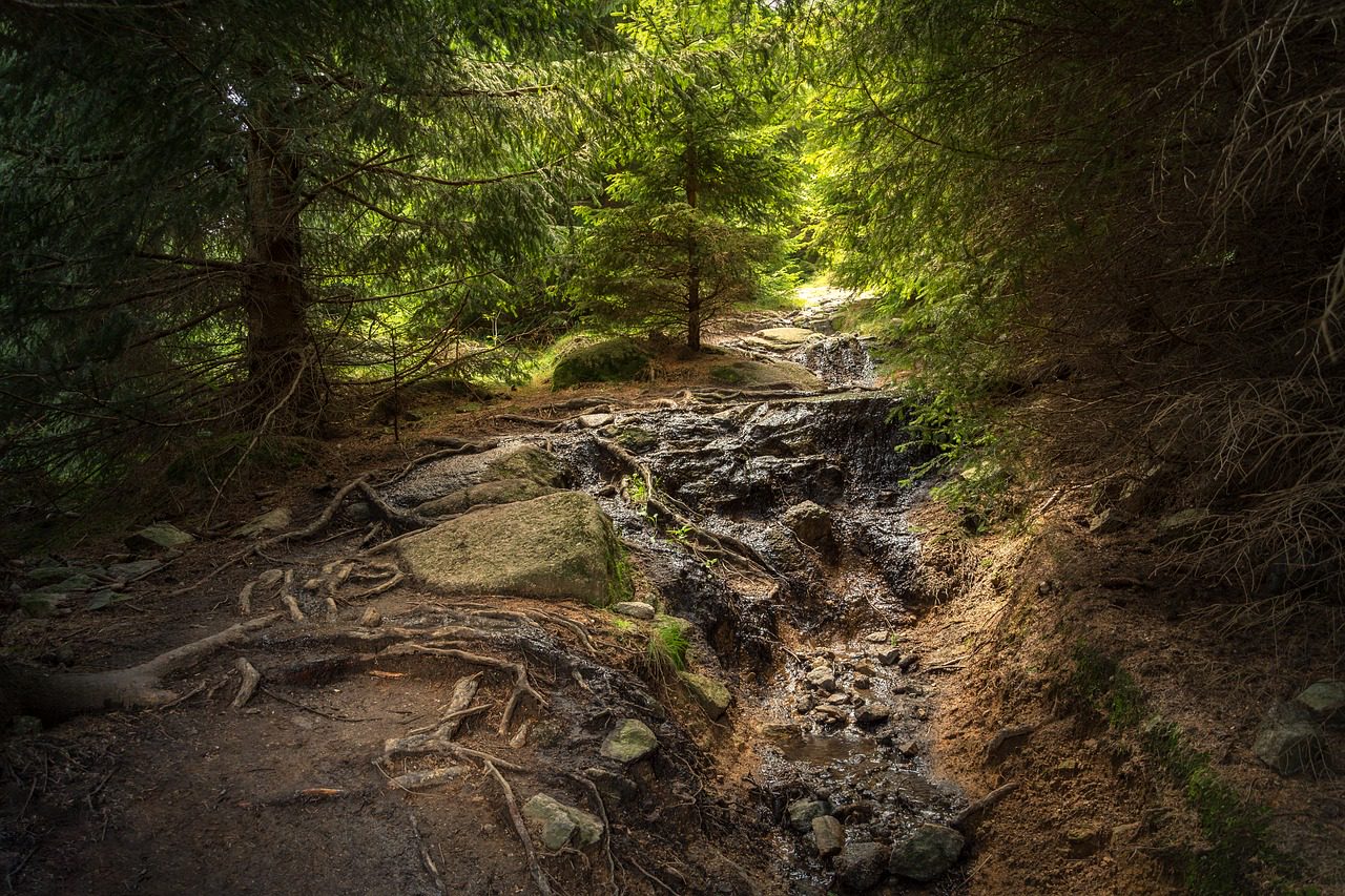 Mackenröder Wald - ein Schutzgebiet im Schatten der ehemaligen Grenze