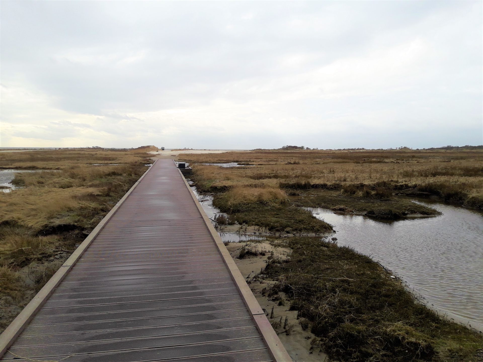 Der Spot - Vogelkiek in der Salzwiese der Ronden Plate