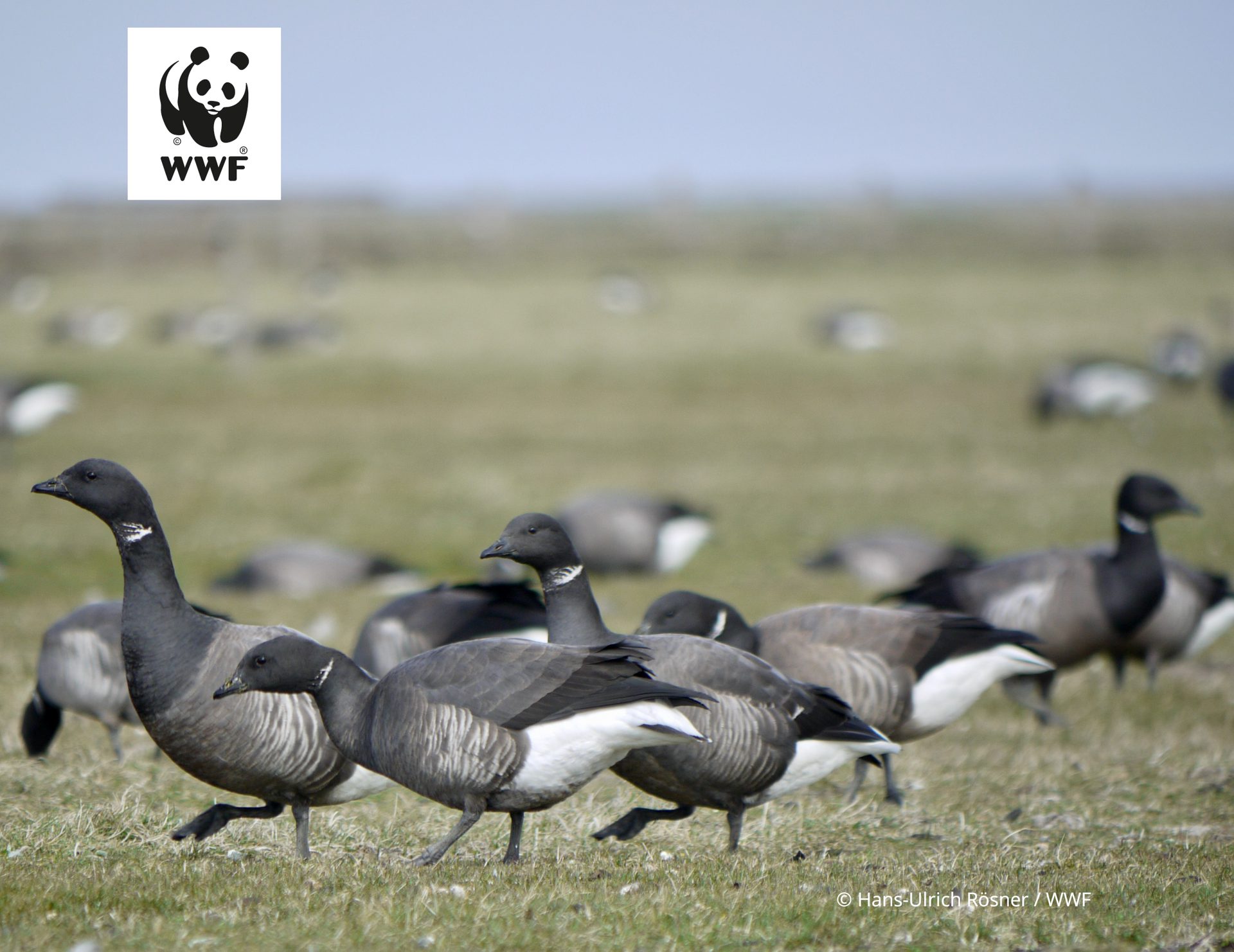 Birdwatching - WWF Erlebnistour
