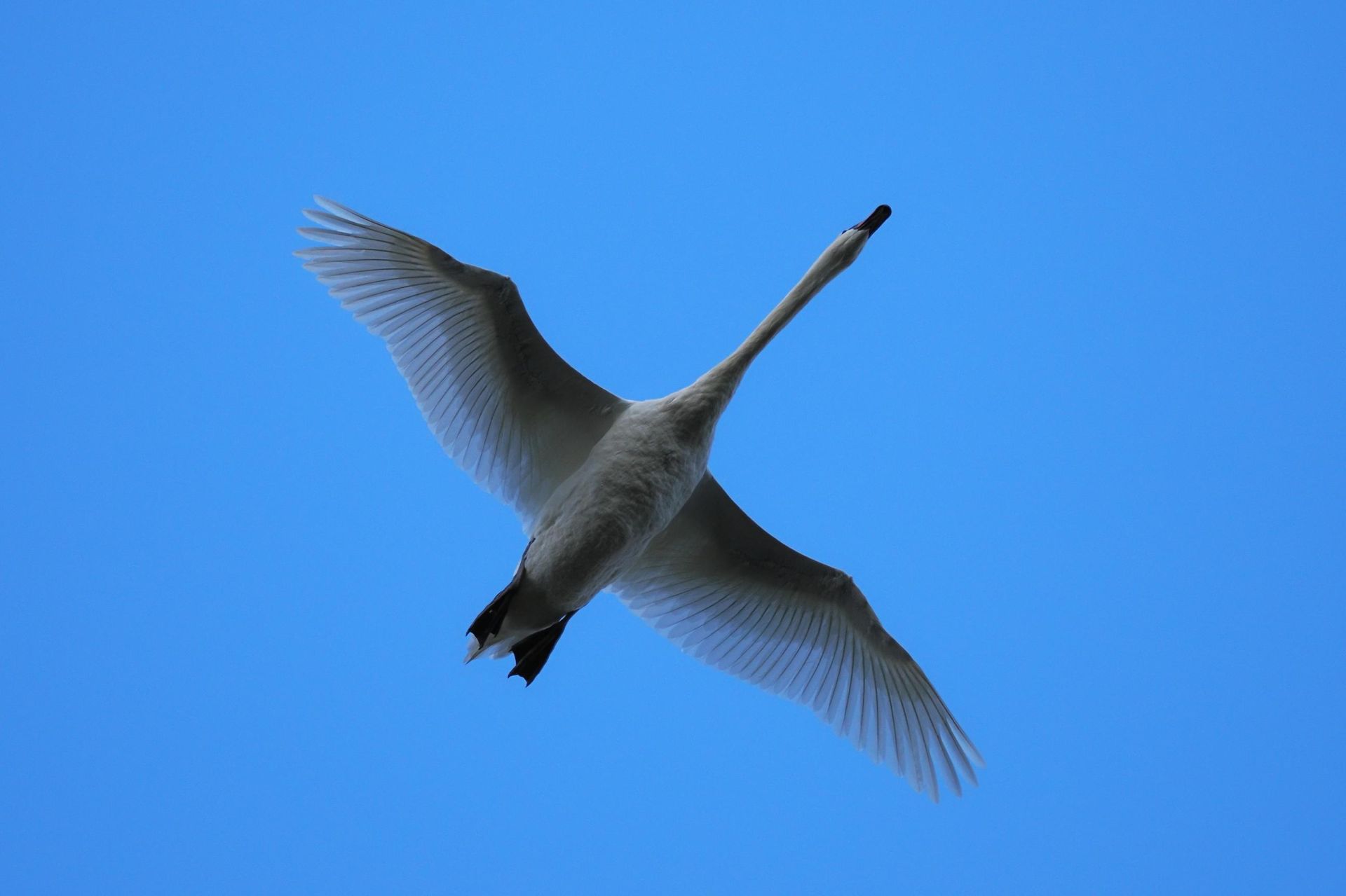 Fotokurs "Zugvögel in Cuxhaven"