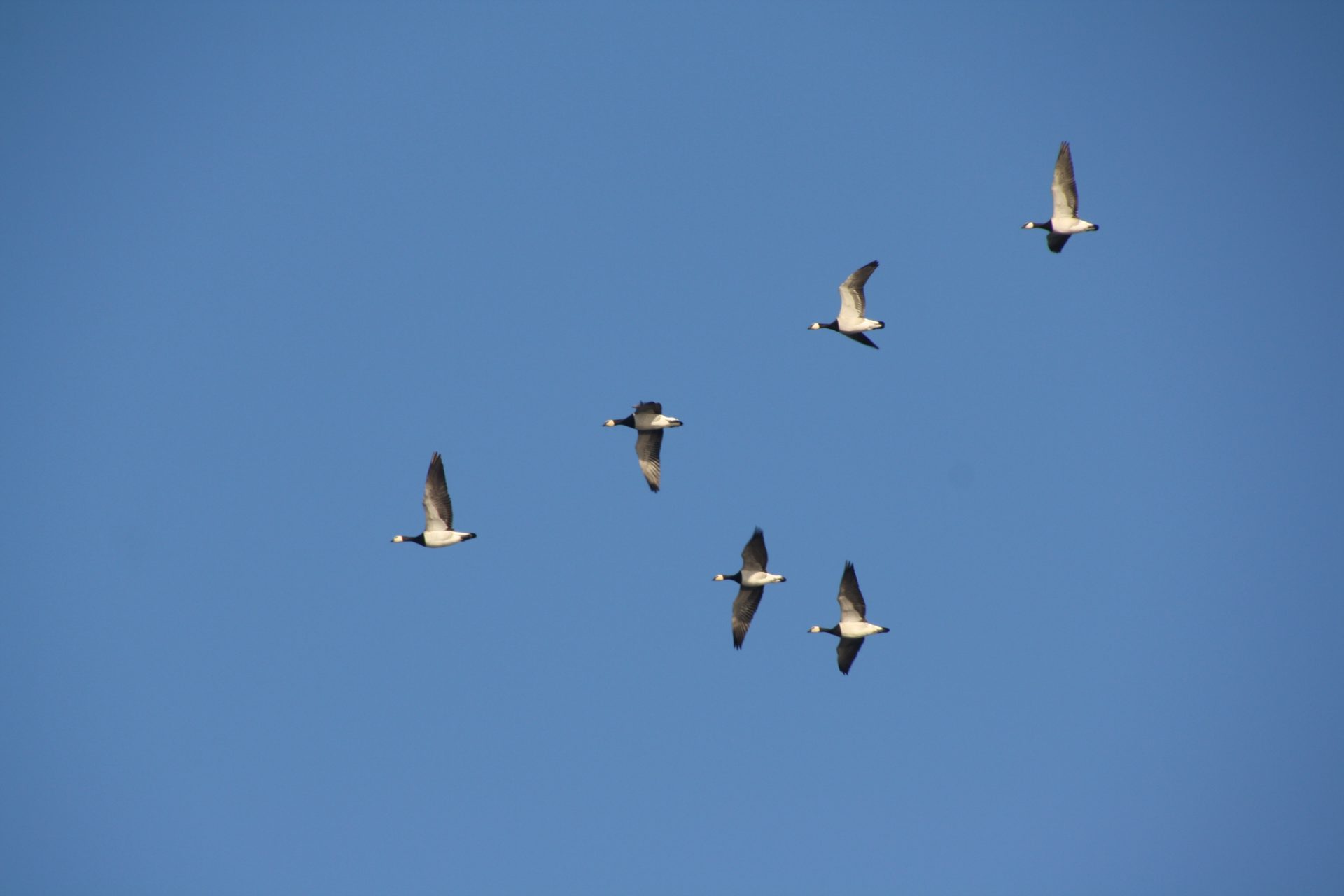 Tausende Kilometer ohne Navi: Das Wunder des Vogelzugs verstehen und erleben