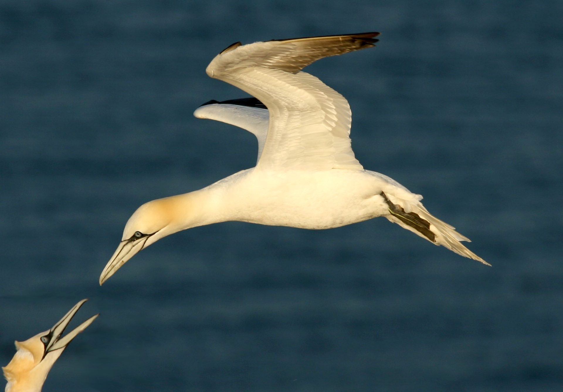 Helgoland – Vogelinsel Nr. 1