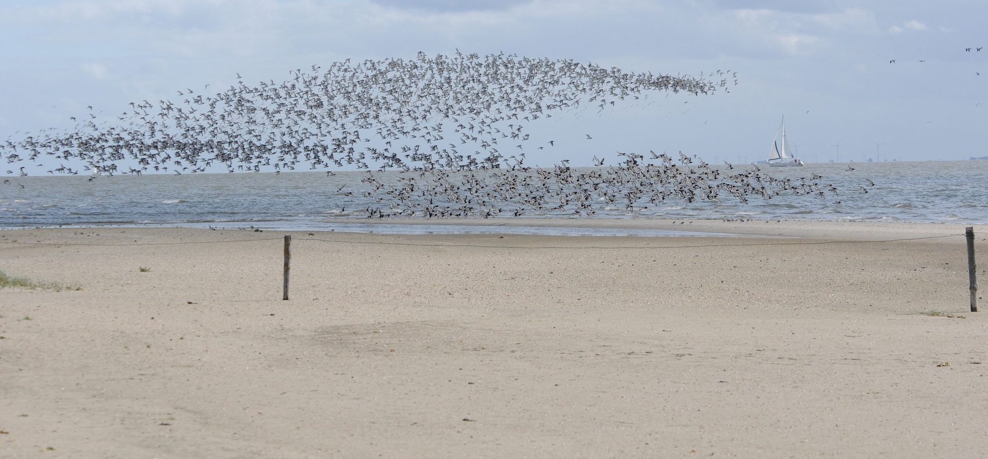 International Airport Wattenmeer - unsere Vogelfluglinien in die weite Welt