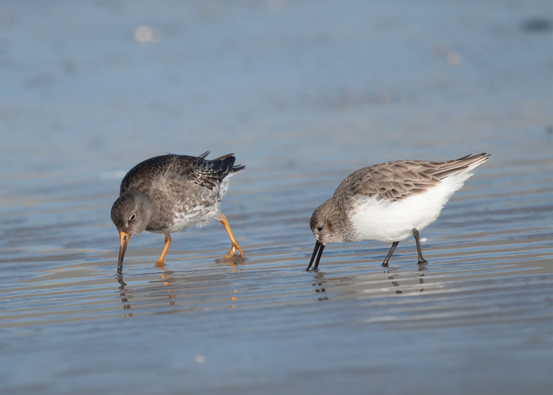 Vogelbeobachtung an der barrierefreien Promenade