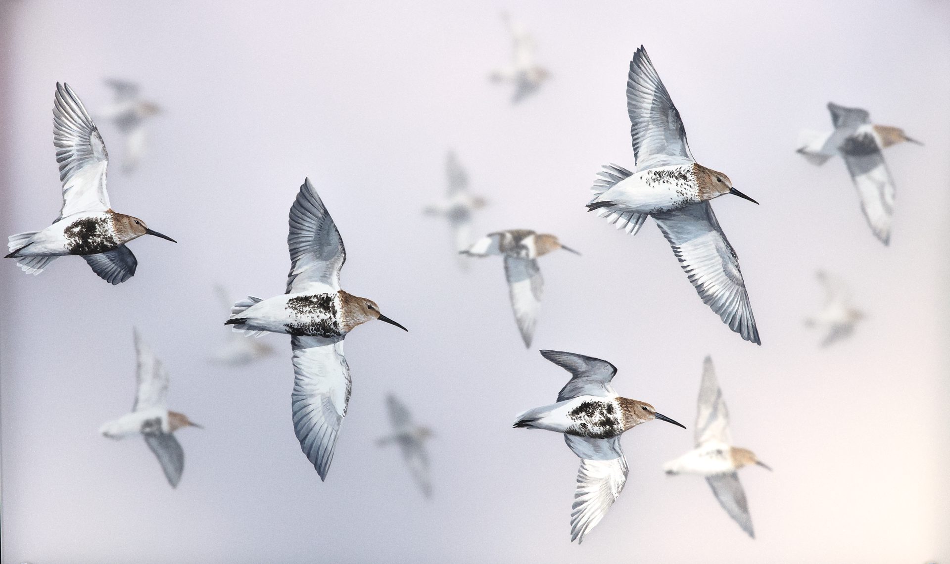 Corinna Langebrake – Eine Vogelmalerin zwischen Kunst und Wissenschaft