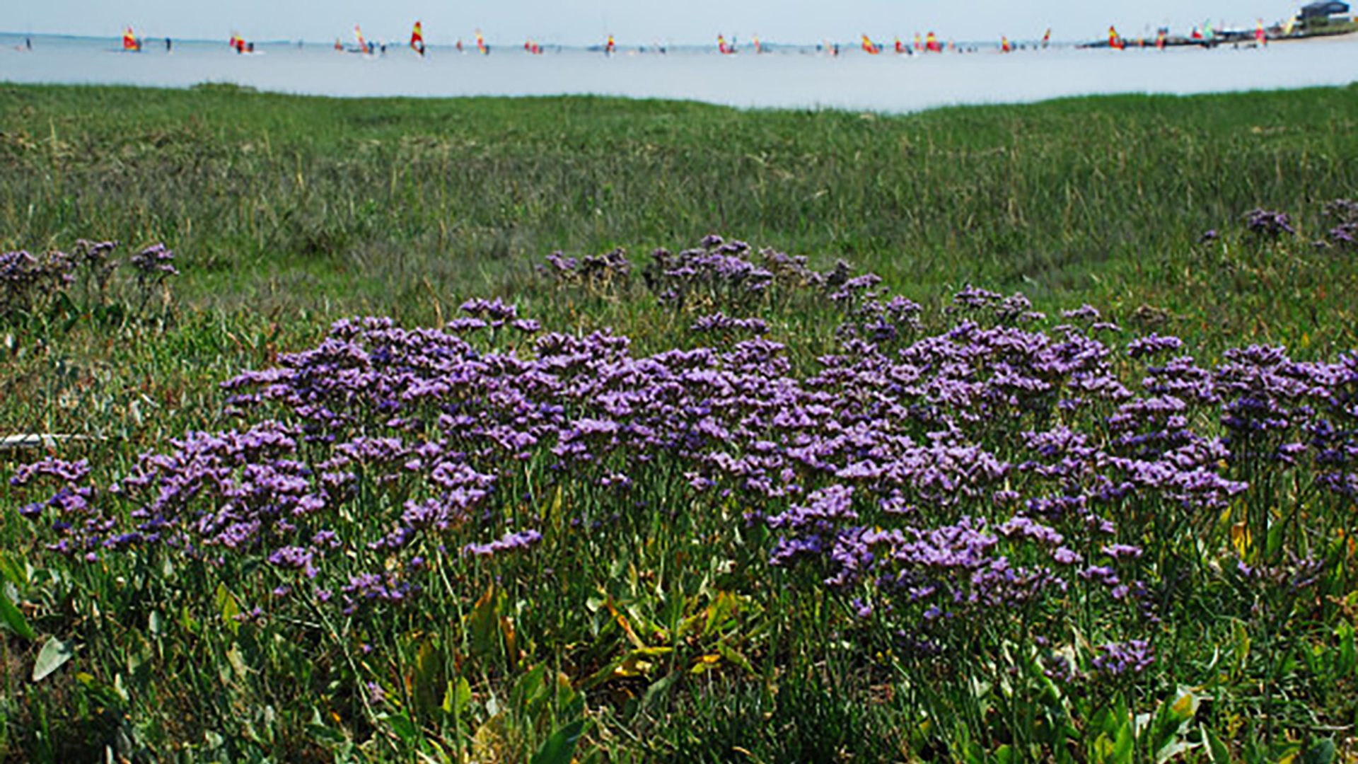 Die Salzwiese – Wunder der Natur
