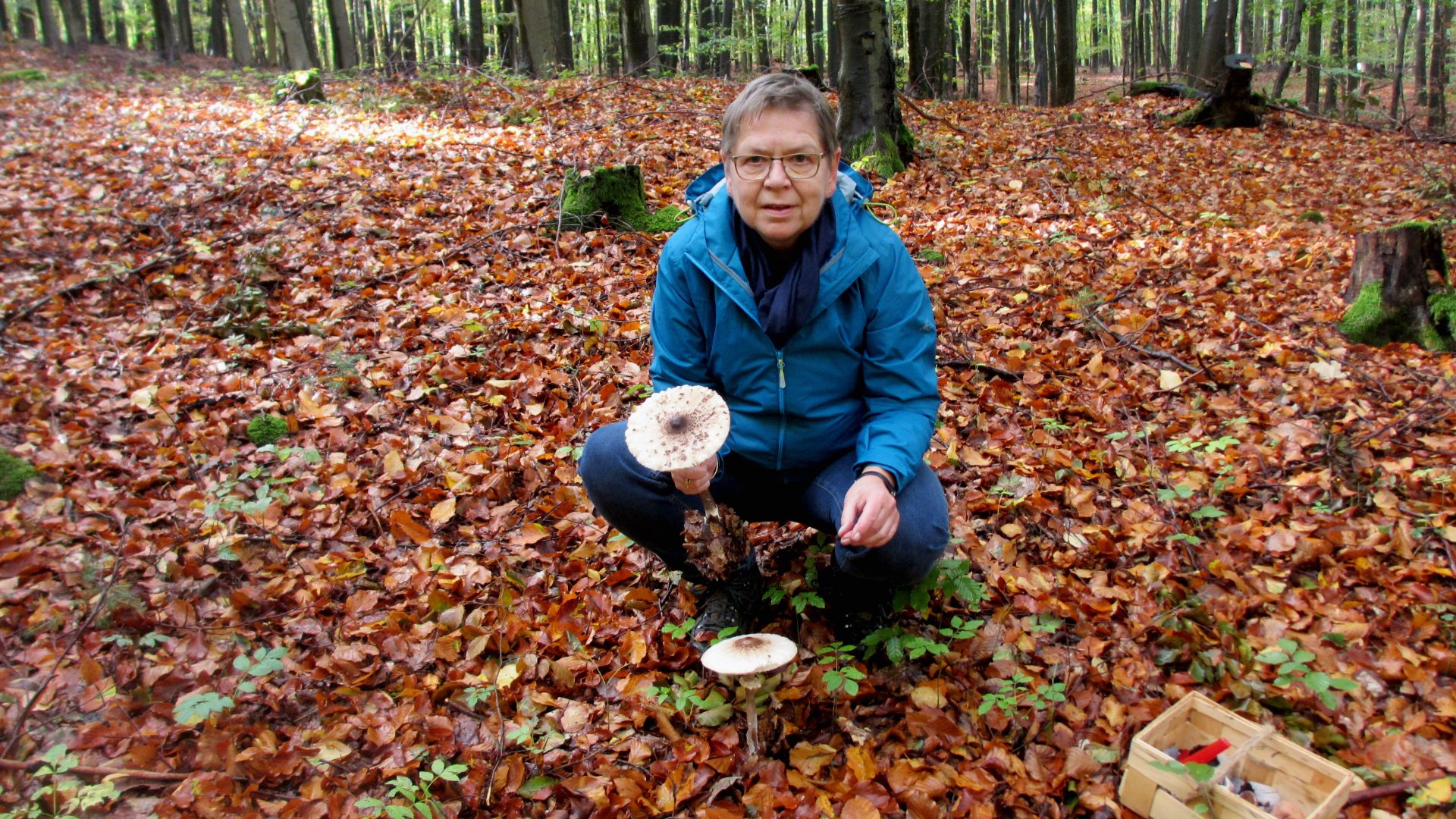 Auf die Pilze-fertig-los! - Tagesseminar