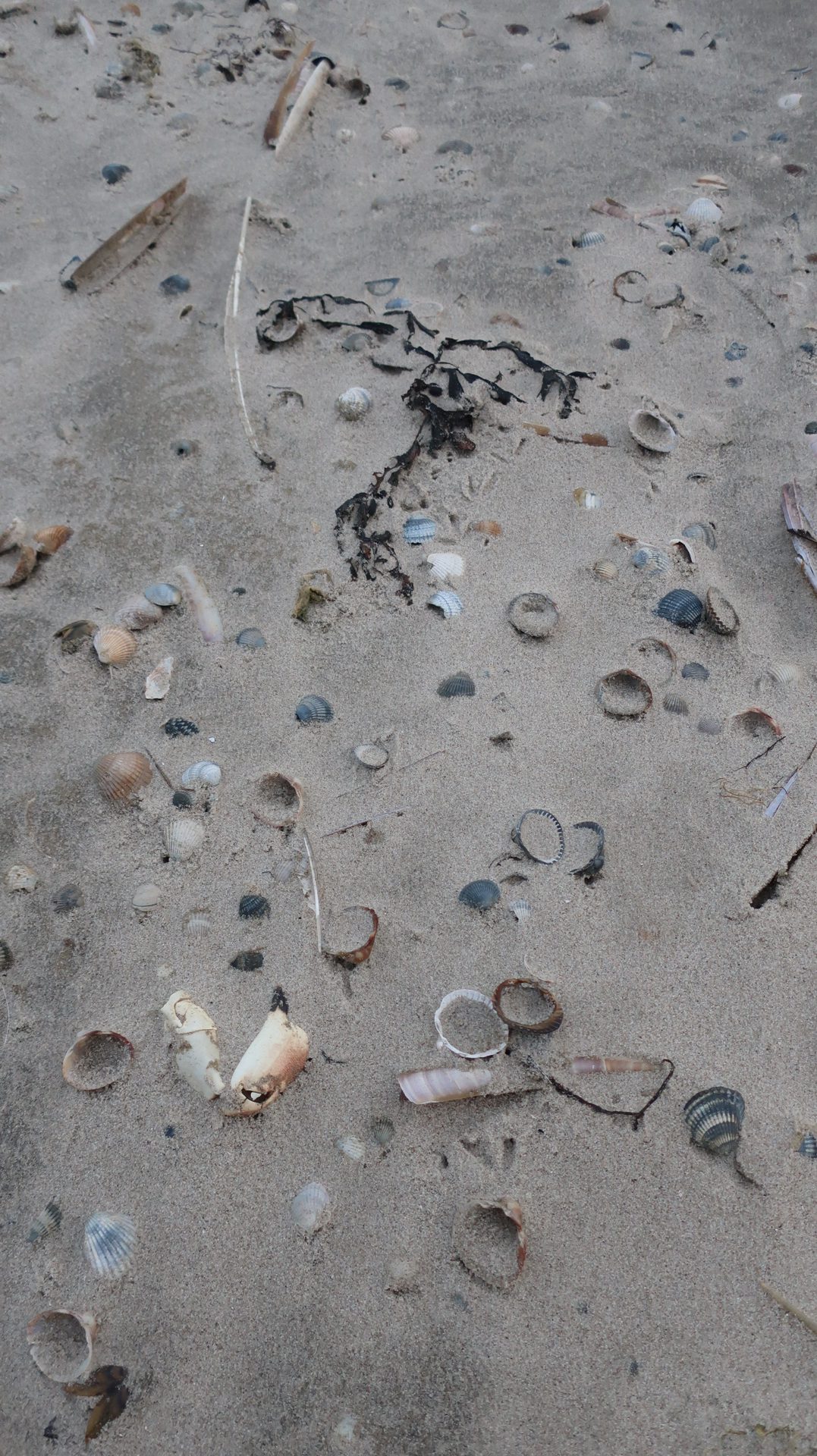 Verborgene Schätze im Spülsaum - Spaziergang für Wissbegierige am Nordseestrand
