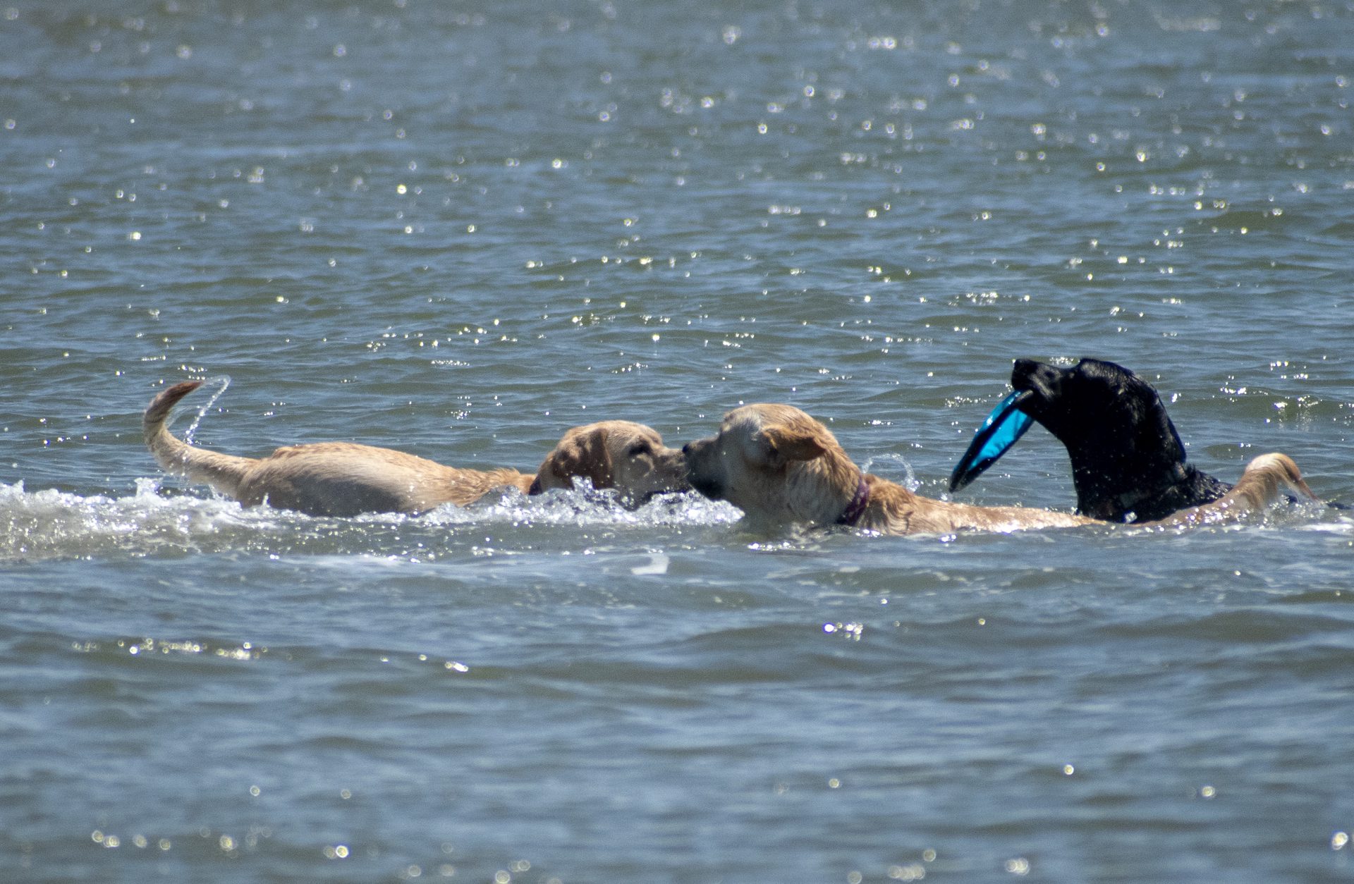Hundebadetag in der Nordsee-Lagune