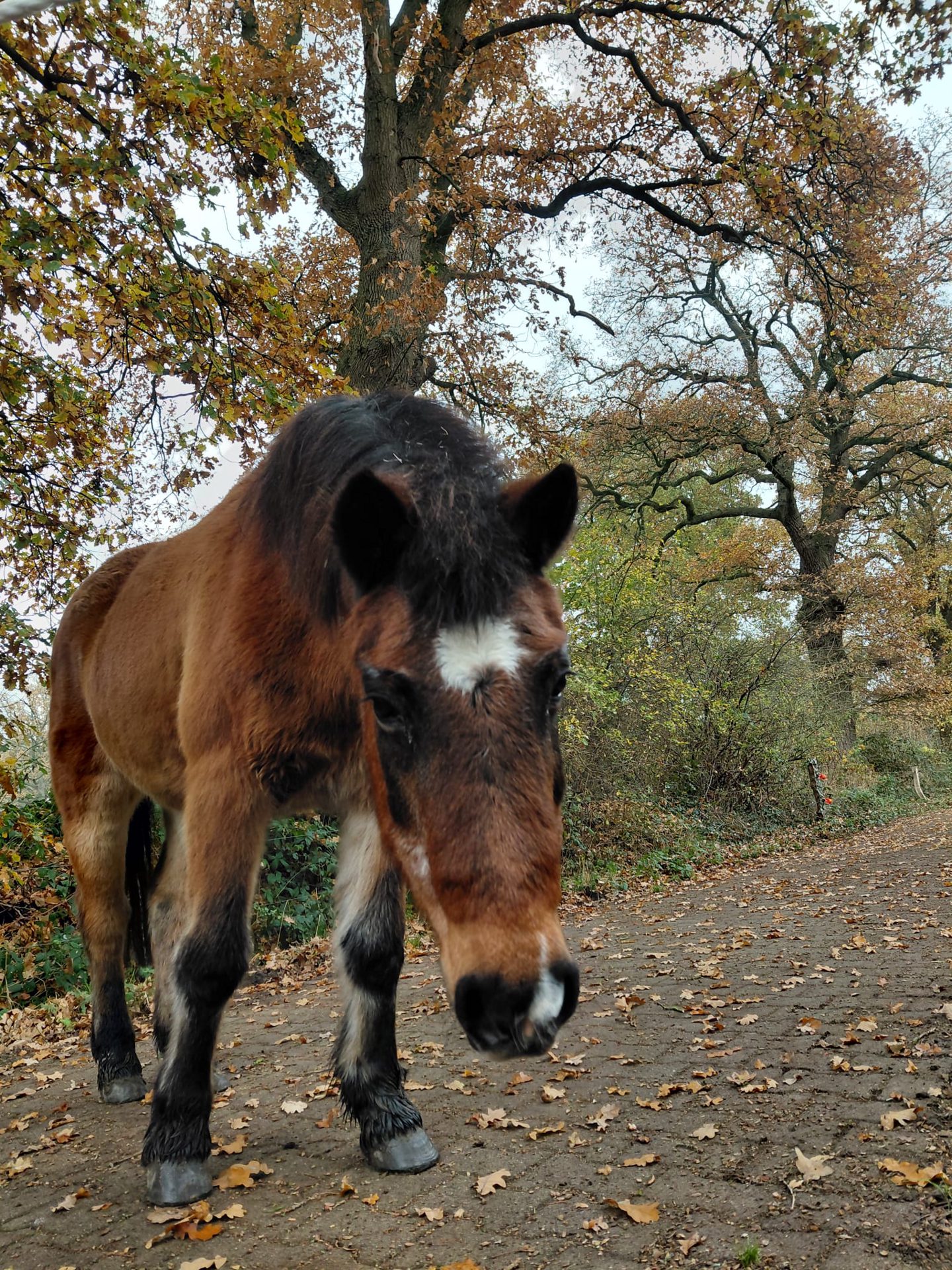 Ponyzeit für 4 - 6 jährige Kinder auf Hof Schatteburg