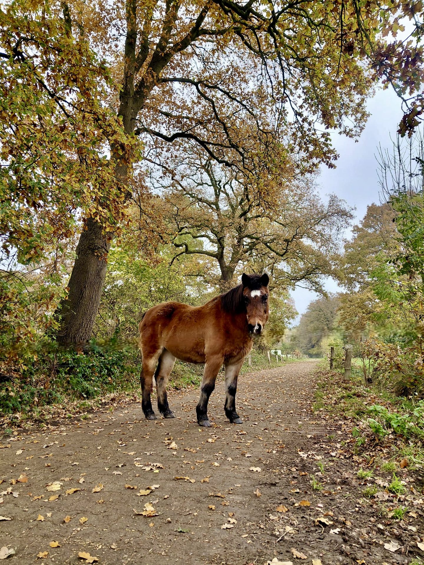 Ponyzeit für Eltern mit Kindern auf Hof Schatteburg