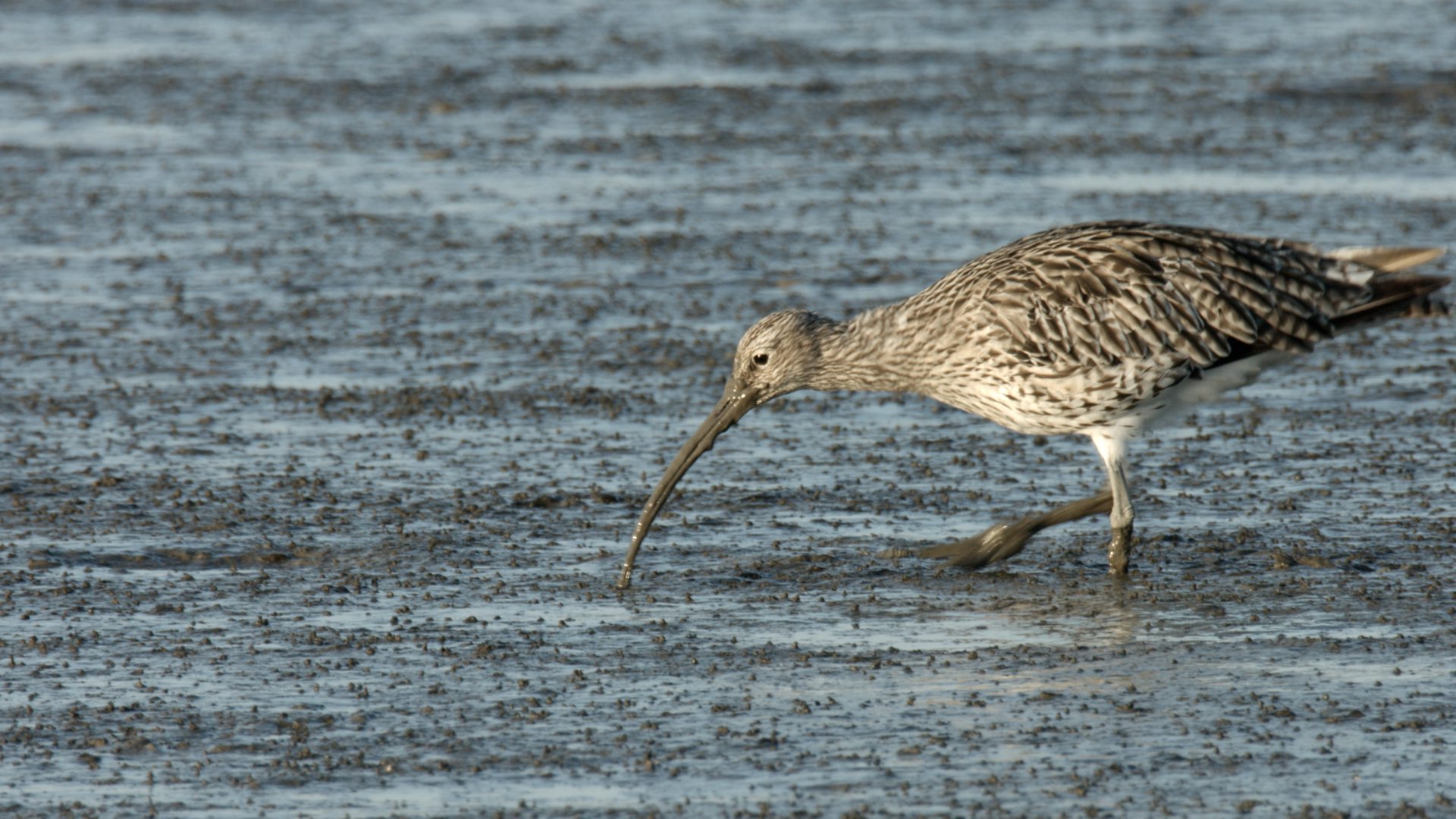 Filmvorführung "Gefiederte Vielfalt im UNESCO-Weltnaturerbe Wattenmeer"