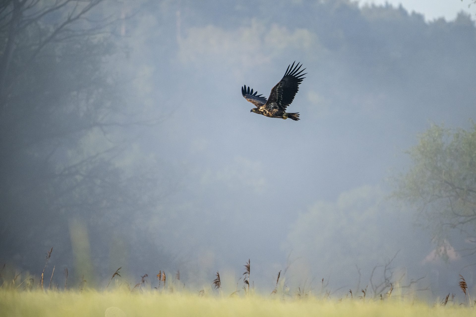 "Vogelbeobachtung für Neulinge und Neugierige"