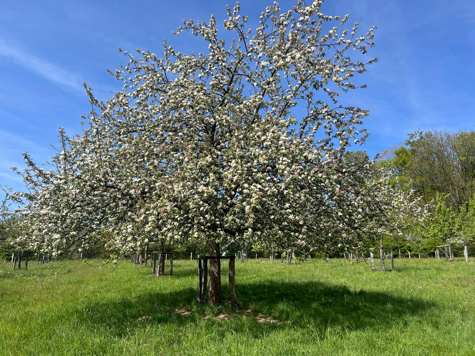 Offenes Tor auf der Streuobstwiese