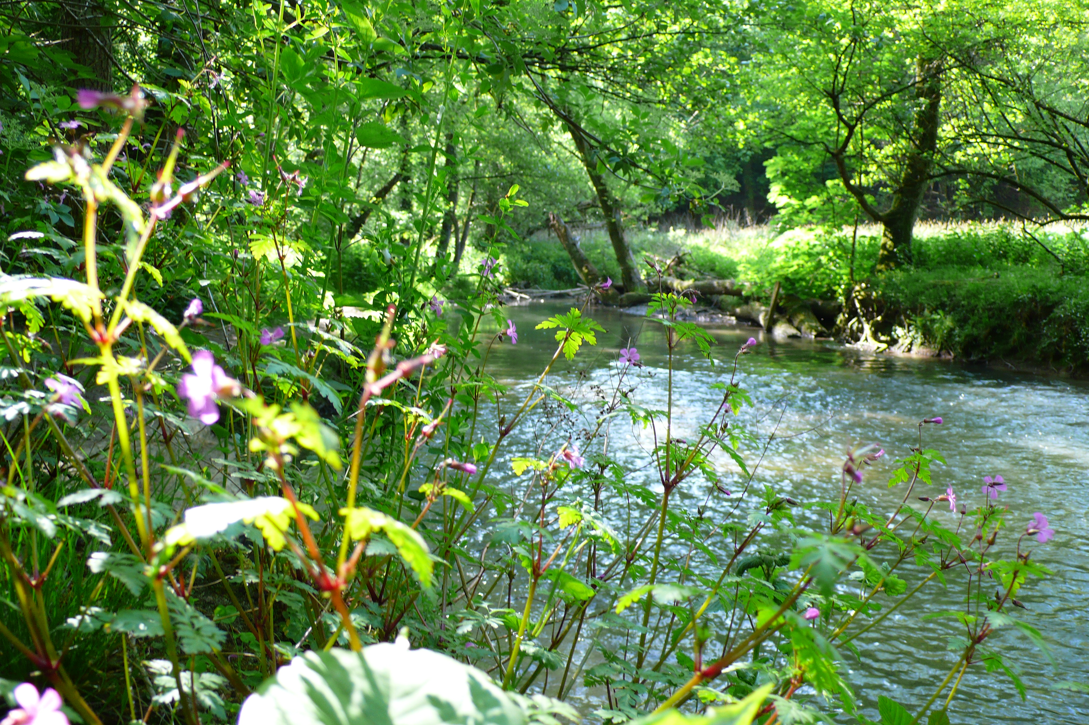 Geführter Spaziergang zur Wasserkraftroute entlang der Anger