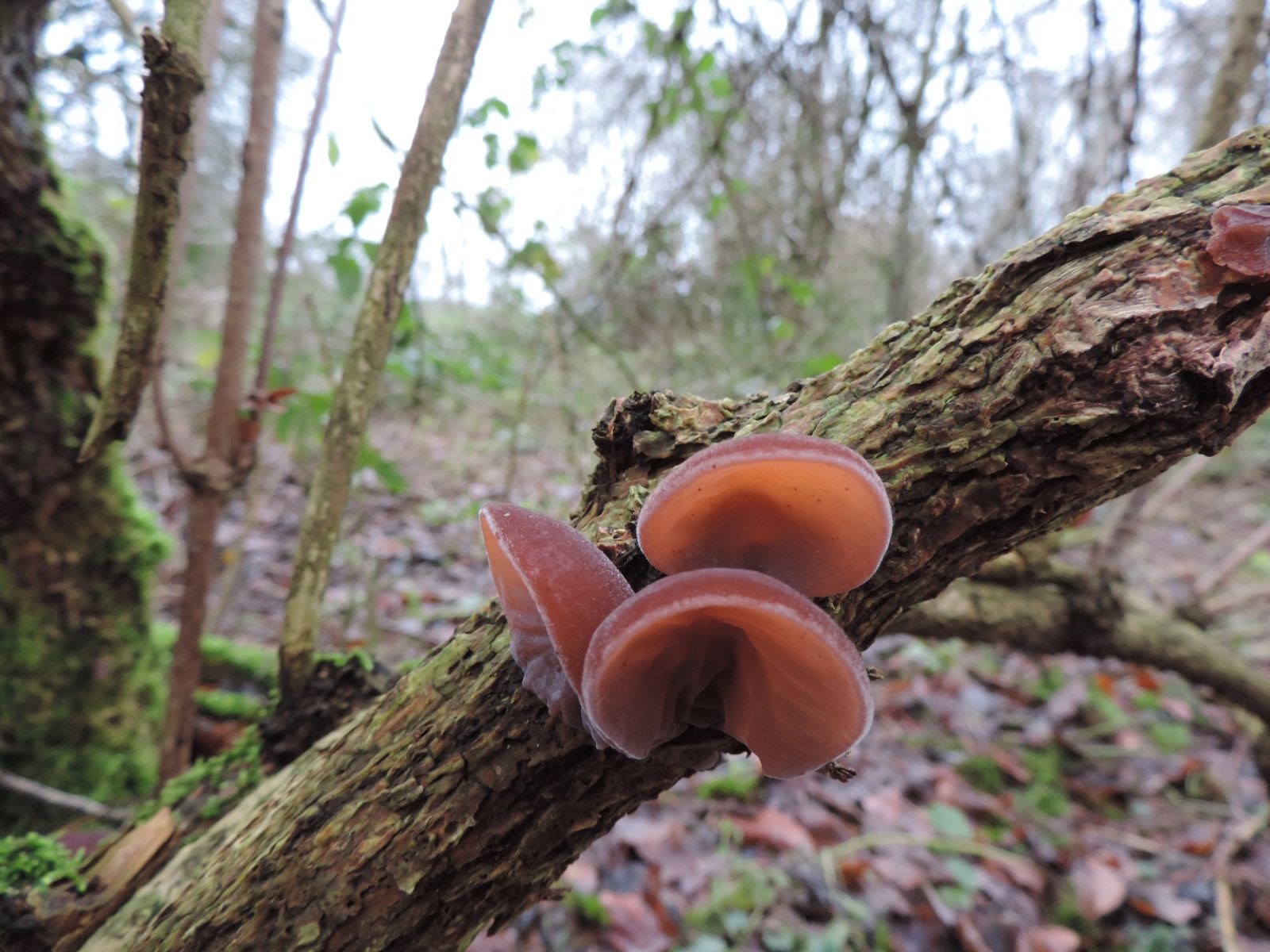 VHS-Exkursion: Pilze entdecken im Auwald bei Baumberg