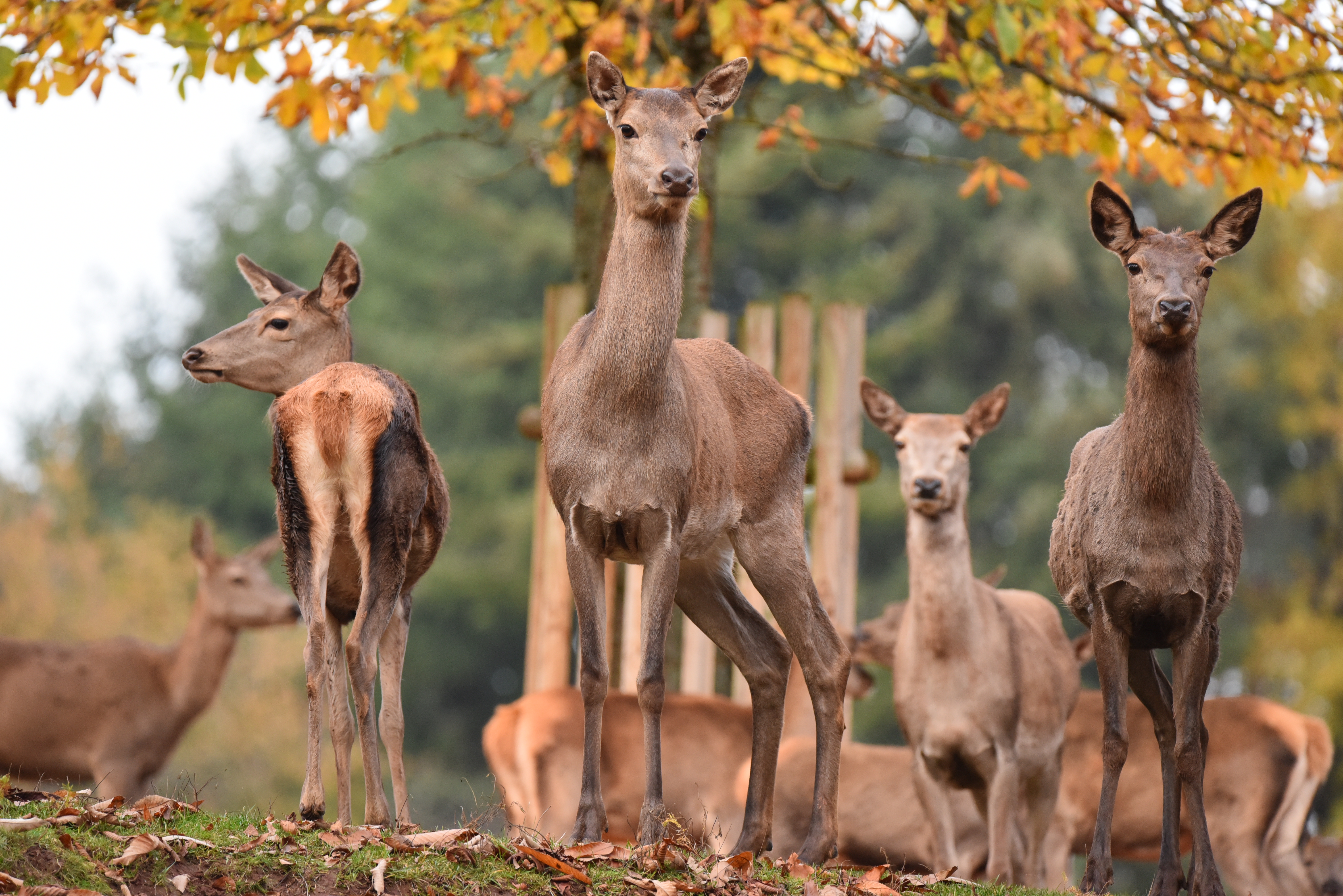 Herbstfest im Wild- und Wanderpark Südliche Weinstraße