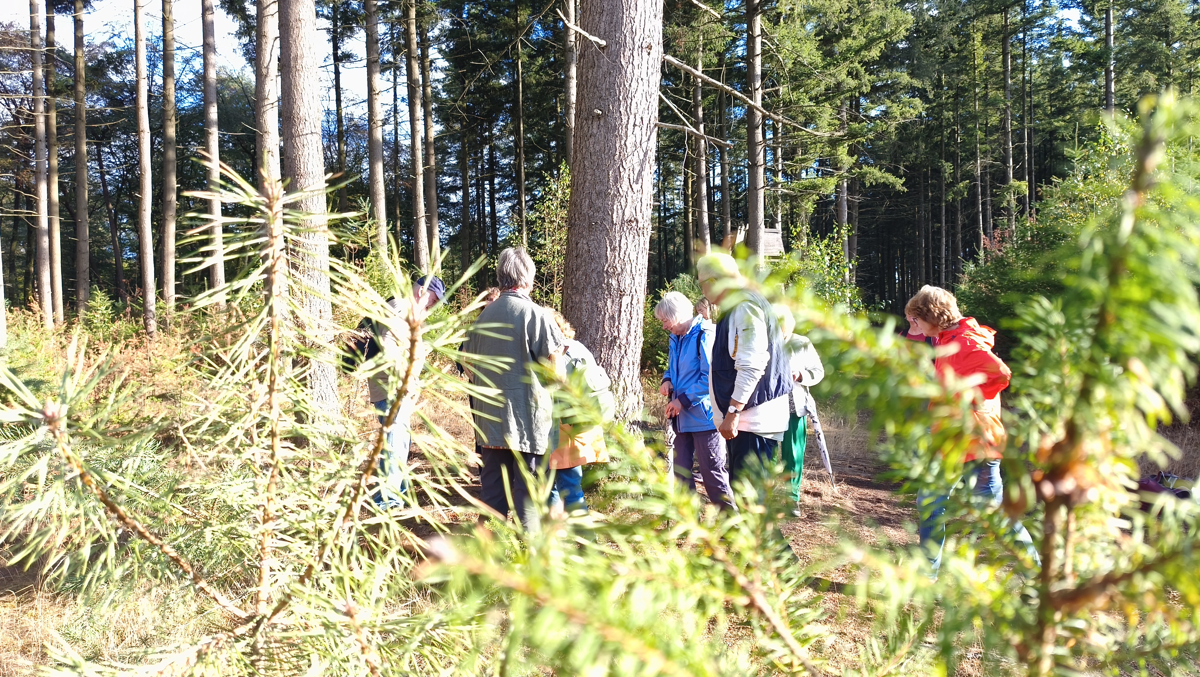Waldatmen im Altwettener Busch