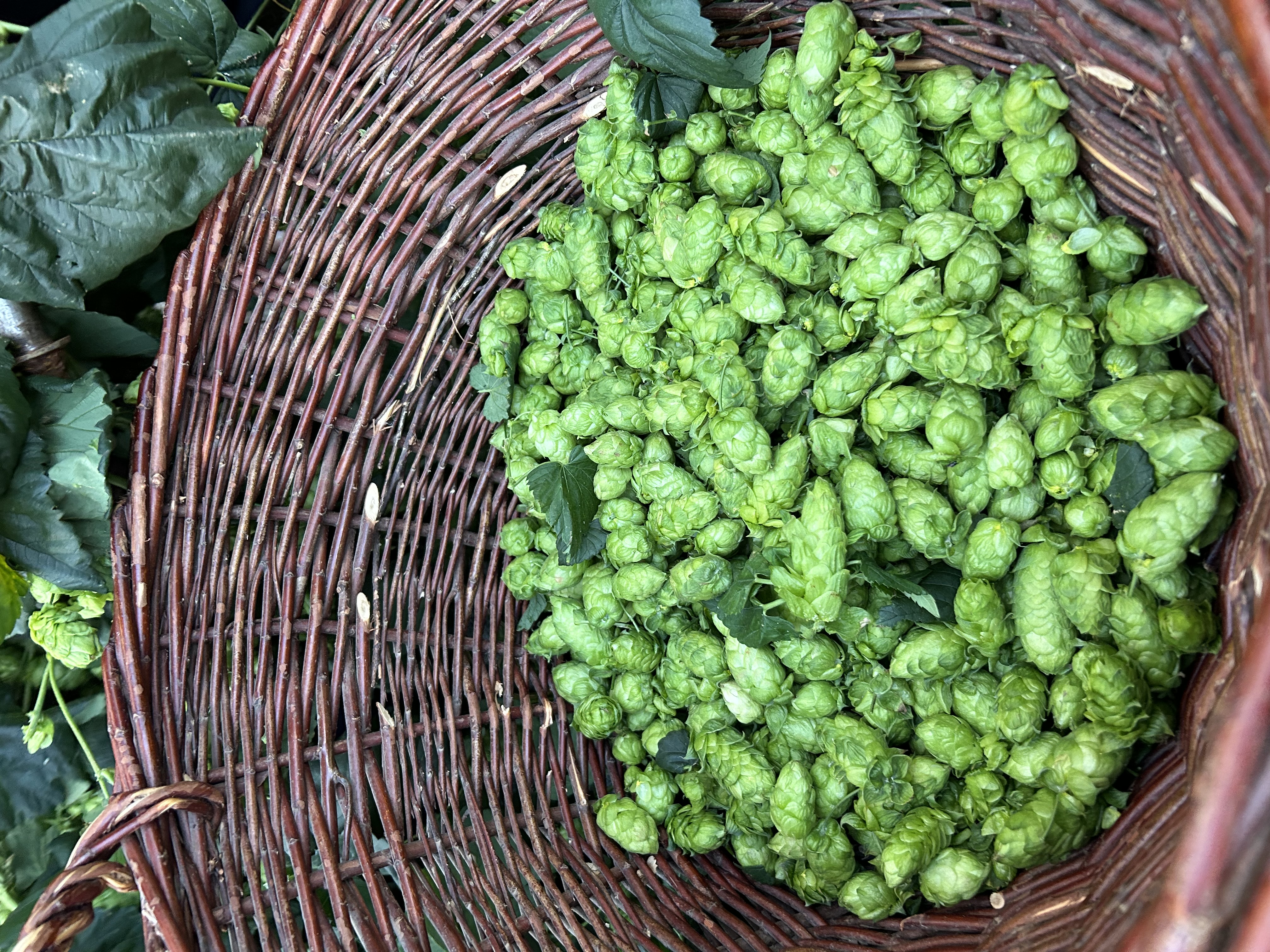 Hopfenernte-Afterwork im Schlosspark
